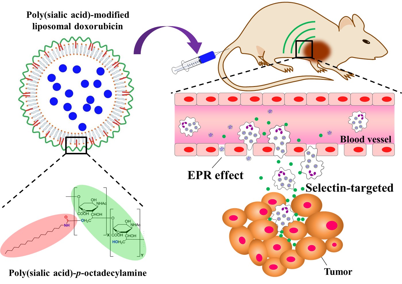高效肿瘤靶向纳米脂质体药物递送系统