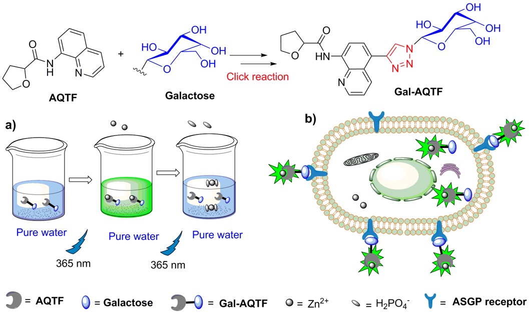 高效专一性锌离子快速荧光检测试剂盒